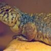 Arabian Blue Dornschwanzagamen (Uromastyx philbyi)
