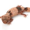 Banded Knob Tailed Gecko kaufen