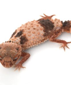 Banded Knob Tailed Gecko kaufen