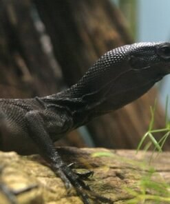 Black Tree Warane kaufen