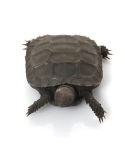 Burmese Bergschildkröte