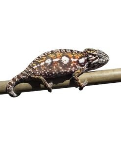 Carpet Chamäleon kaufen