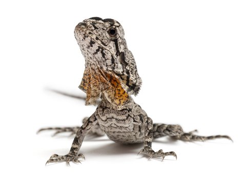 Frilled Dragon Agama-Eidechse kaufen