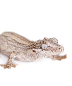 Gargoyle Geckos kaufen in Deutschland