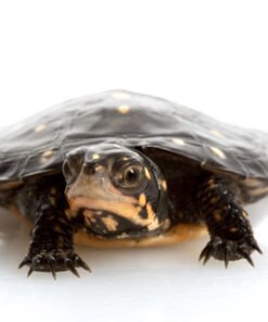 Gefleckte Schildkröte