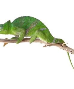 Giant Fischer’s Chamäleon kaufen