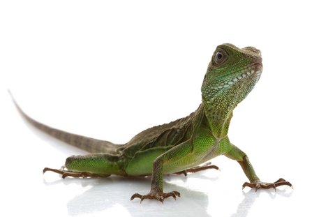Hatchling Chinesischer Wasserdrache Agama-Eidechse kaufen