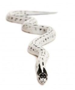 Hellweiße Kalifornische Königsnatter kaufen