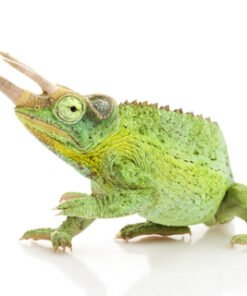 Jacksons Chamäleon kaufen