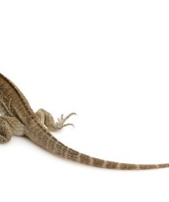 Nashornleguan (Rhinoceros Iguana) kaufen