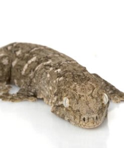 Neukaledonischer Riesengecko kaufen