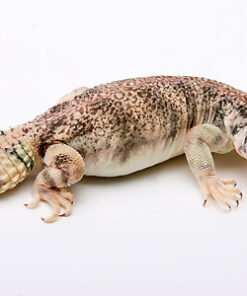 Omani Dornschwanzagamen kaufen