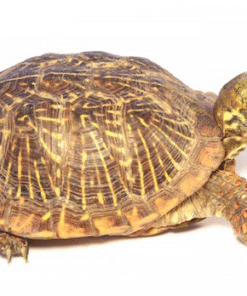 Ornate-Box Schildkröten