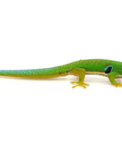 Pfauen-Taggecko kaufen