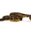 Piebald Ball Python kaufen