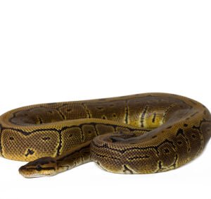 Pinstripe Ball Python kaufen