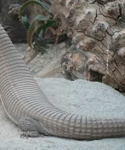 Plated Lizard kaufen