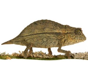 Pygmäen-Chamäleons kaufen