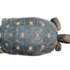 Red Foot Schildkröte