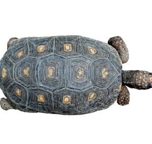 Red Foot Schildkröte