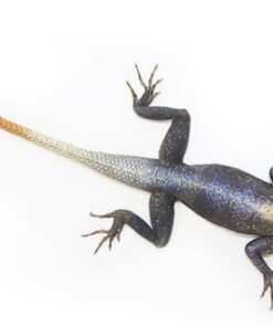 Agama-Eidechse kaufen