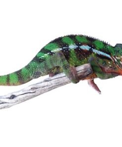 Sambava Panther Chamäleon kaufen