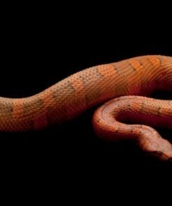 Viper Boa kaufen in Deutschland