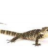Wassermonitor Exotische Reptilien kaufen