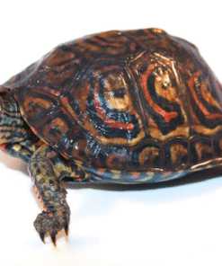 Zentralamerikanische Schmuck-Hölzerne Schildkröte