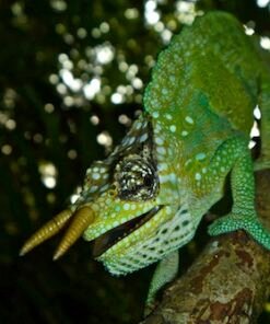 Chamäleons kaufen
