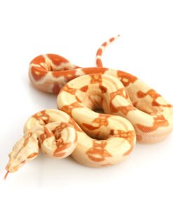 Albino Kolumbianer Boa kaufen