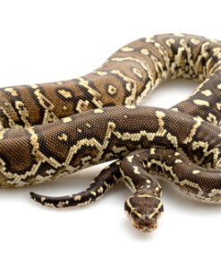 Angolan Python kaufen