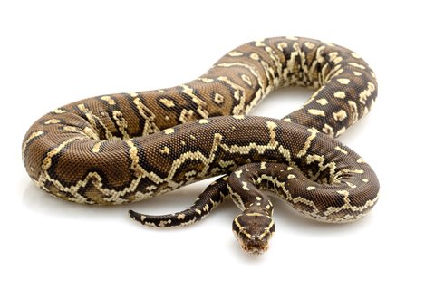 Angolan Python kaufen