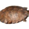 Asiatische Blatteturtle