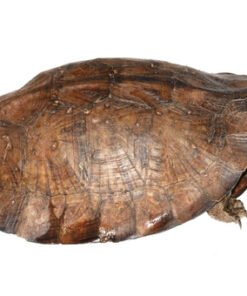 Asiatische Blatteturtle