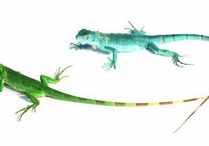 Blue Axanthic Leguan kaufen