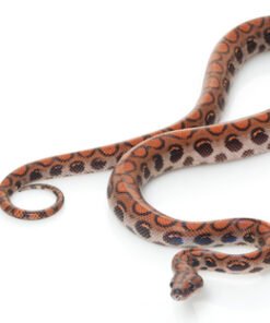 Brasilianische Regenbogenboa kaufen