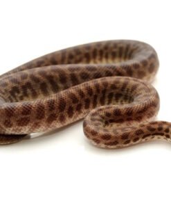 Children’s Python kaufen