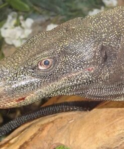 Krokodilwaran kaufen