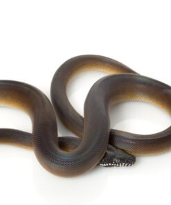 D’alberts Python kaufen