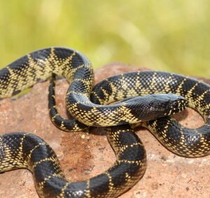 Schlangen in Deutschland kaufen – Boa, Königsnatter & Python online