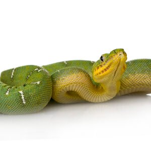 Emerald Tree Boa kaufen