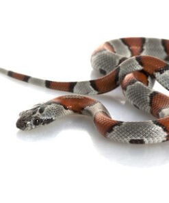 Grau Gebänderte Königsnatter kaufen