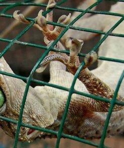 Green Eye Gecko kaufen