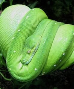 Green Tree Python kaufen