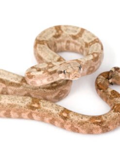 Hog Island Boa kaufen