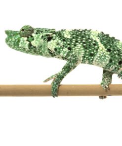 Meller's Chamäleon kaufen