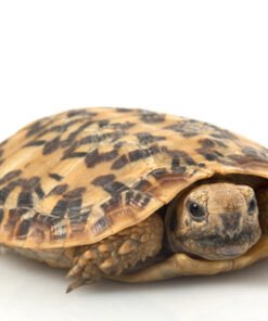 Pancake-Schildkröte kaufen