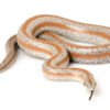 Rosy Boa kaufen
