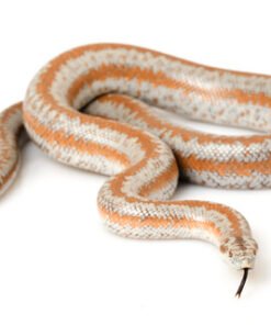 Rosy Boa kaufen